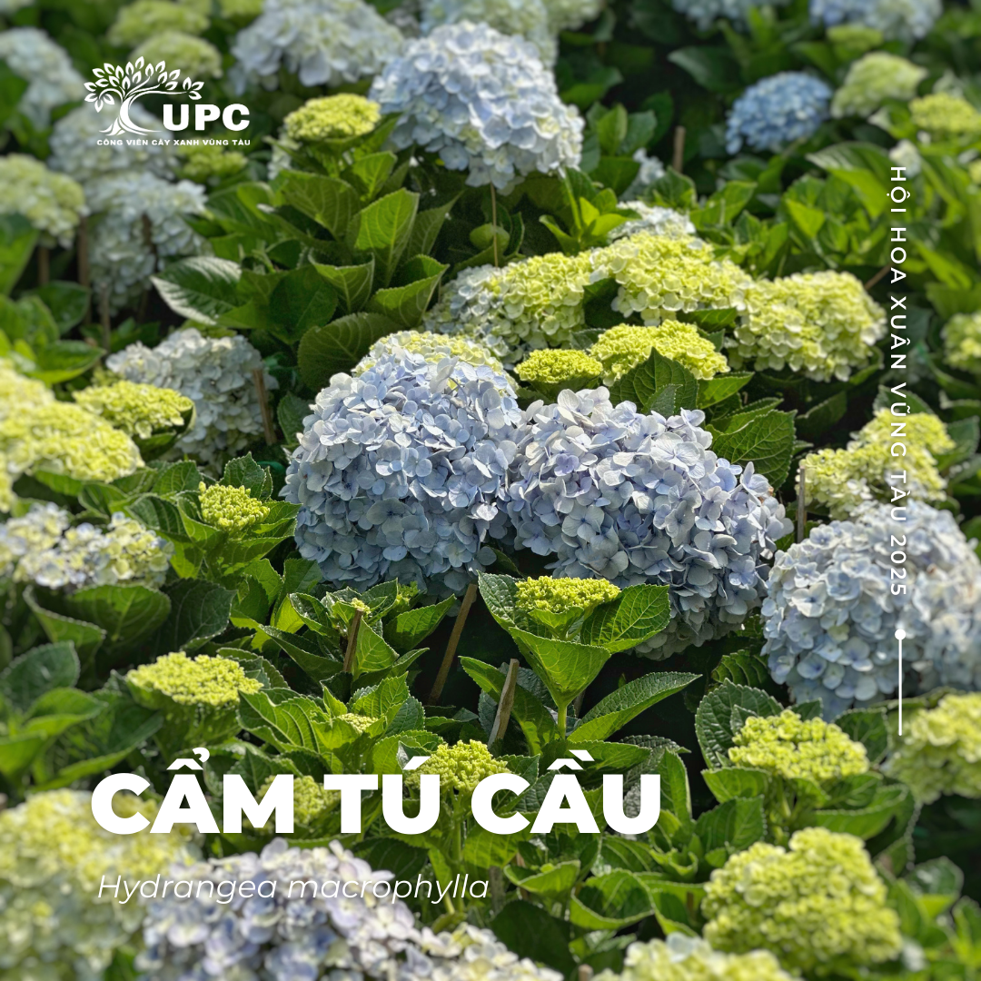 cam tu cau