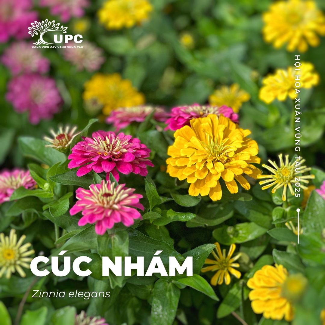 cuc nham