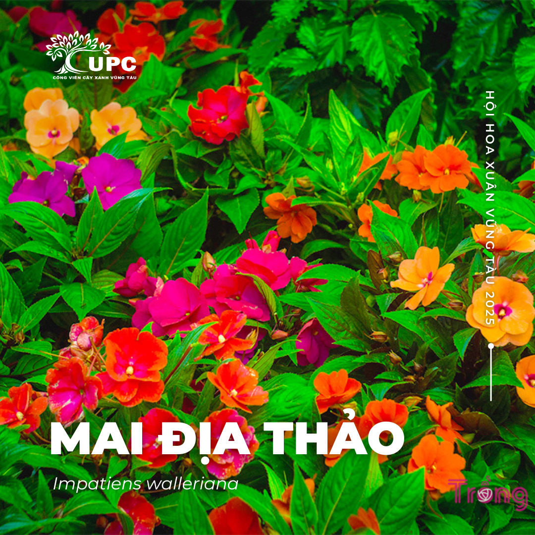 mai dia thao