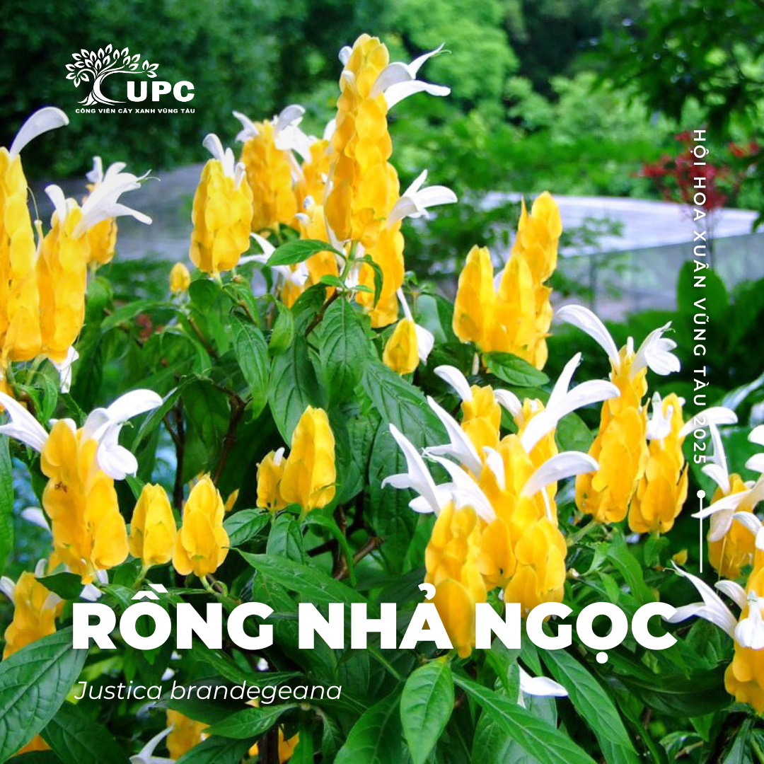 rong nha ngoc