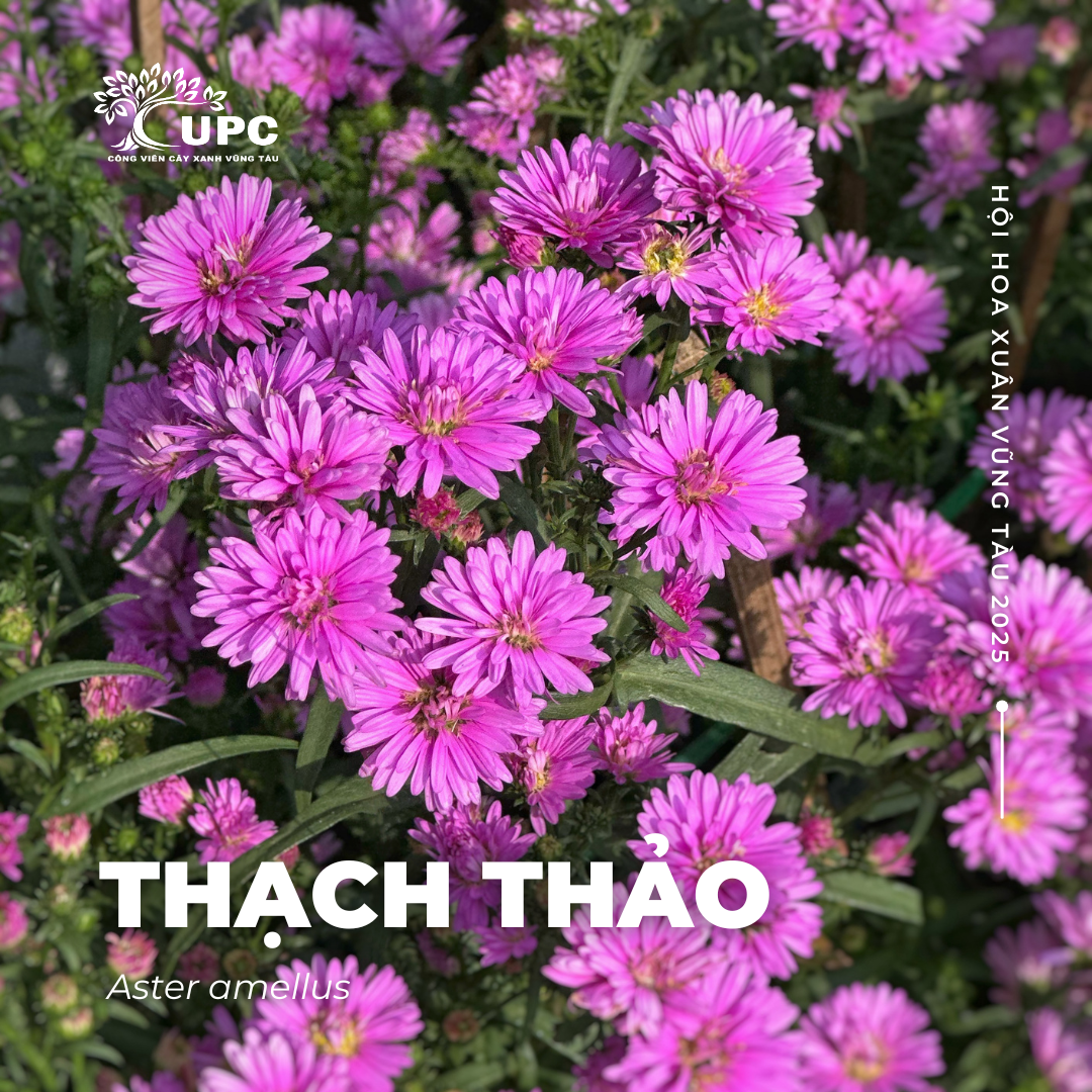 thach thao