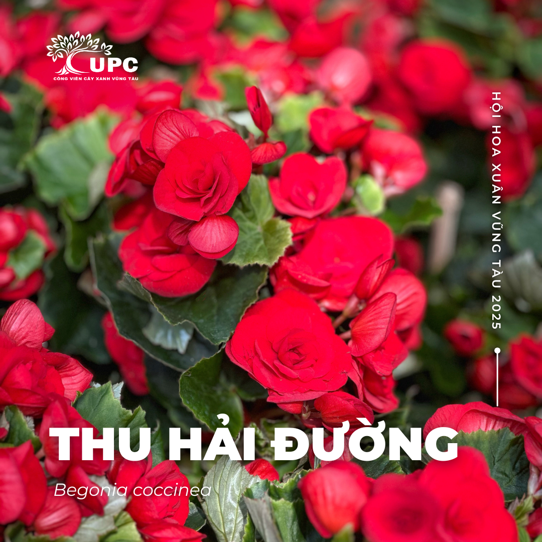 thu hai duong