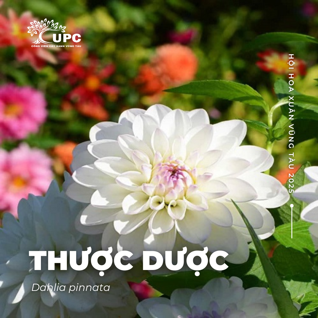 thuoc duoc