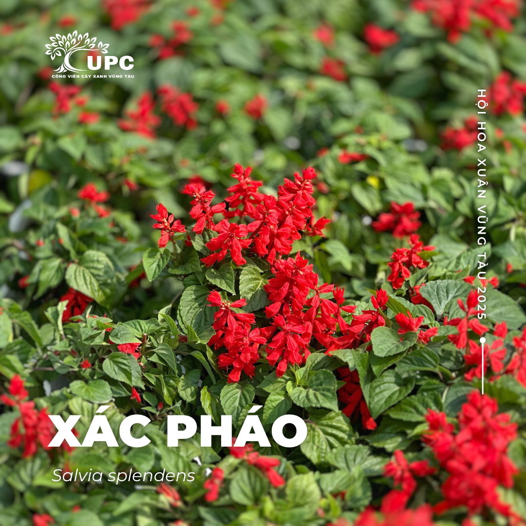 xac phao