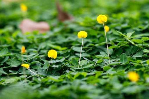 thay-hoa-trong-co-dam-cay-khu-cong-nghiep