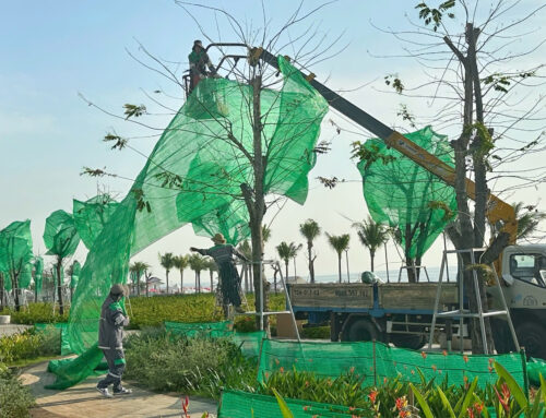 VÌ SAO CÔNG VIÊN THÙY VÂN ĐANG ĐẸP LẠI BỊ RÀO CÂY