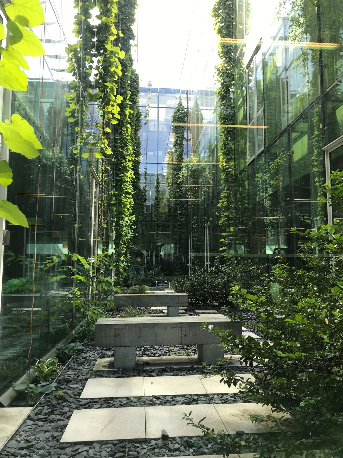 7 loai cay duoc trong nhieu nhat tai cac khu cong nghiep