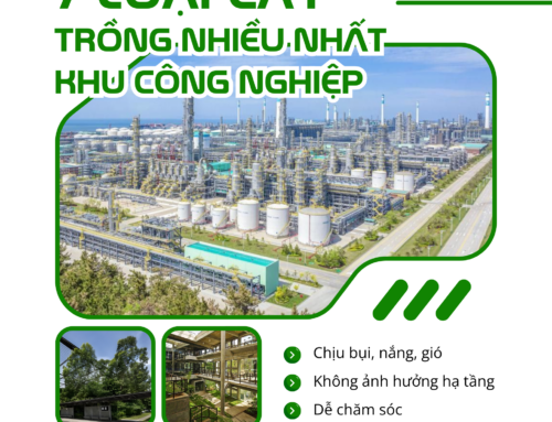 7 LOẠI CÂY ĐƯỢC TRỒNG NHIỀU NHẤT TẠI CÁC KHU CÔNG NGHIỆP HIỆN NAY
