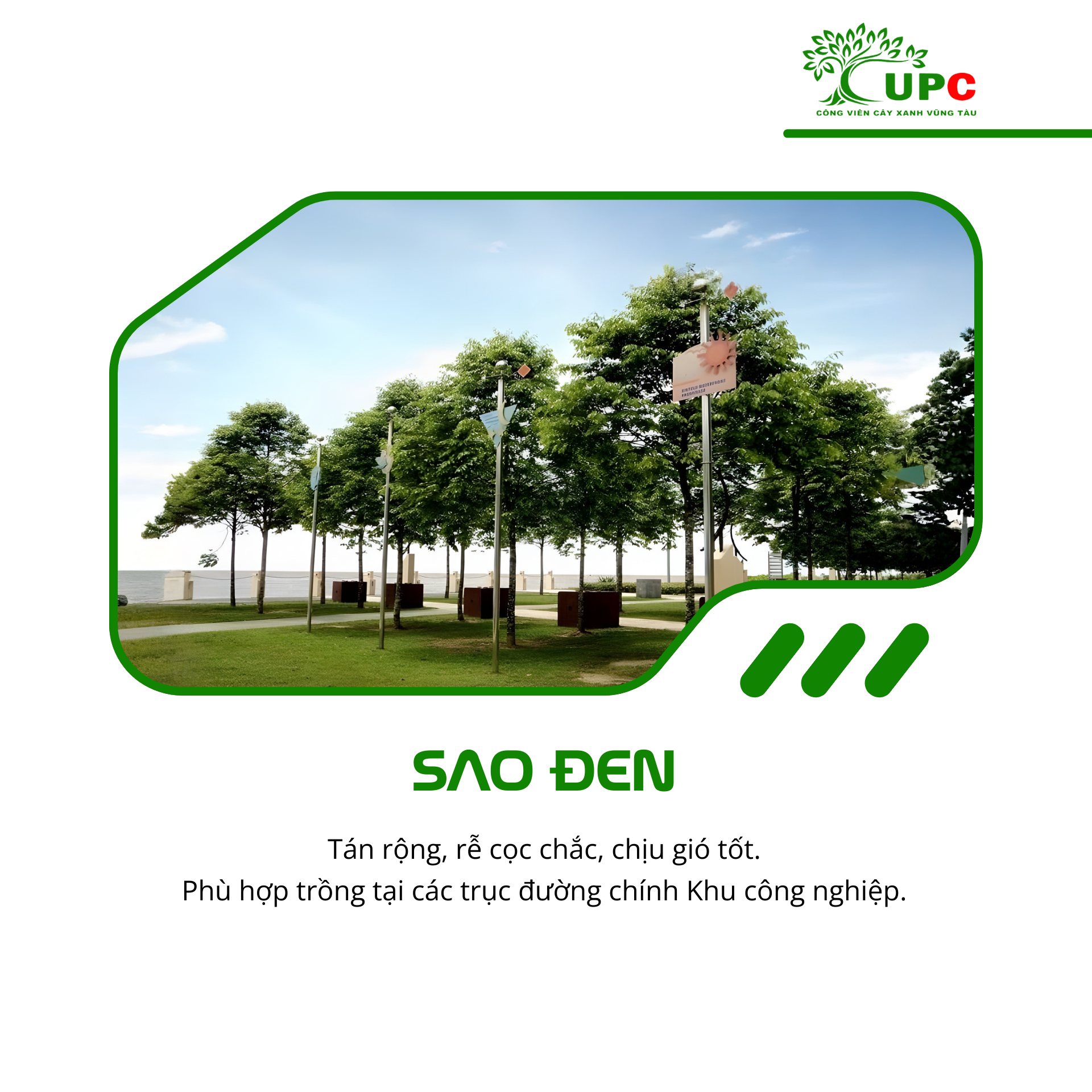 7 loai cay duoc trong nhieu nhat tai cac khu cong nghiep