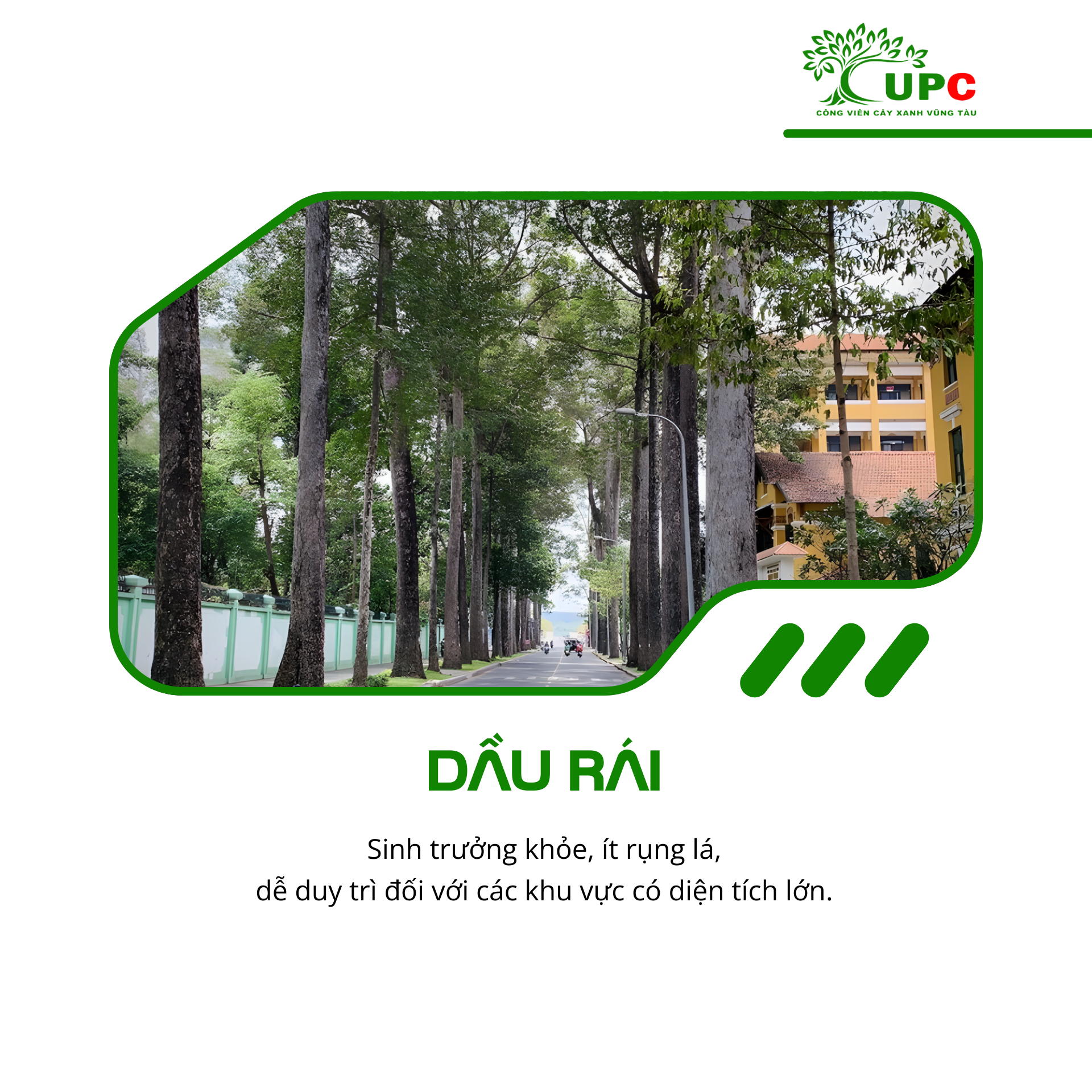 7 loai cay duoc trong nhieu nhat tai cac khu cong nghiep