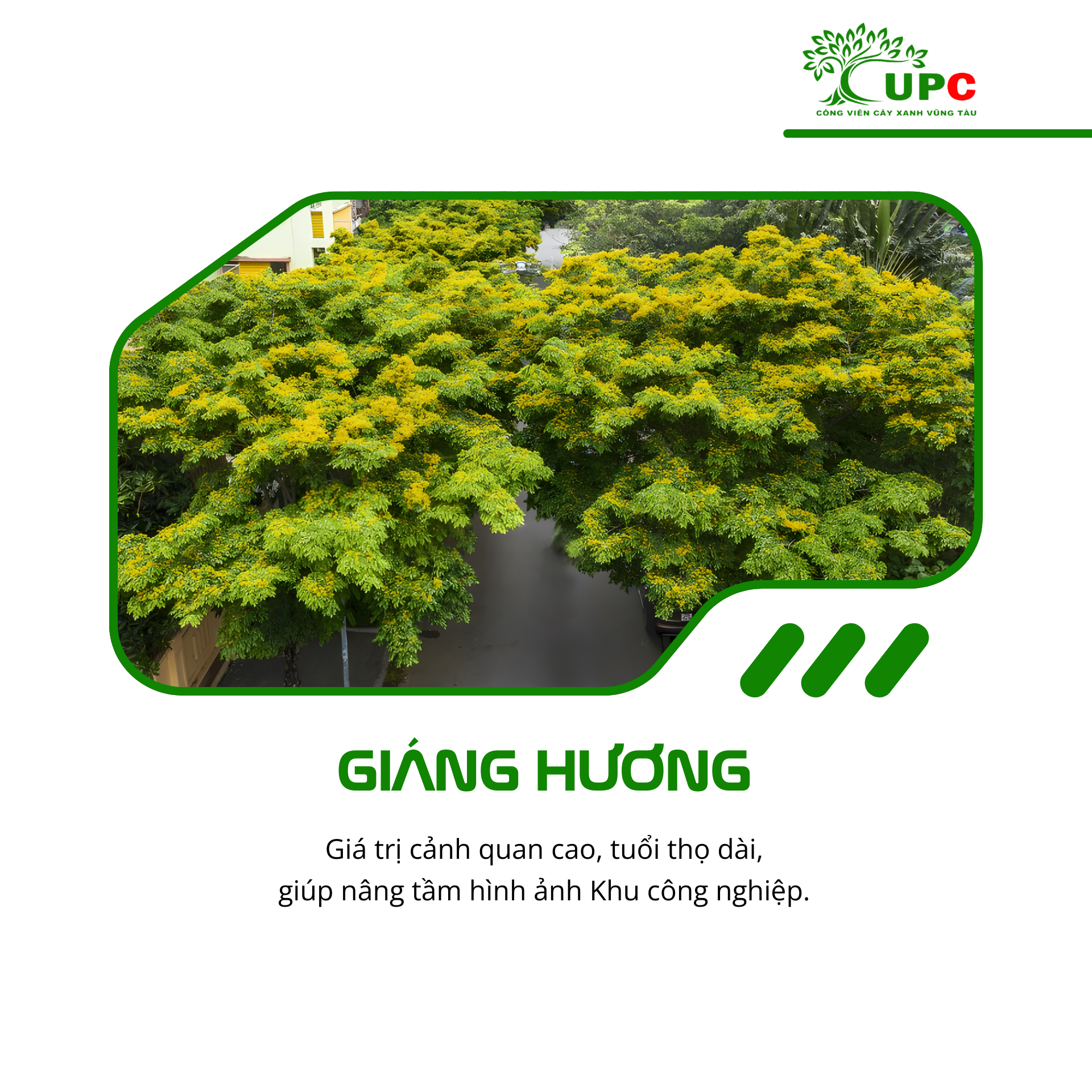 7 loai cay duoc trong nhieu nhat tai cac khu cong nghiep