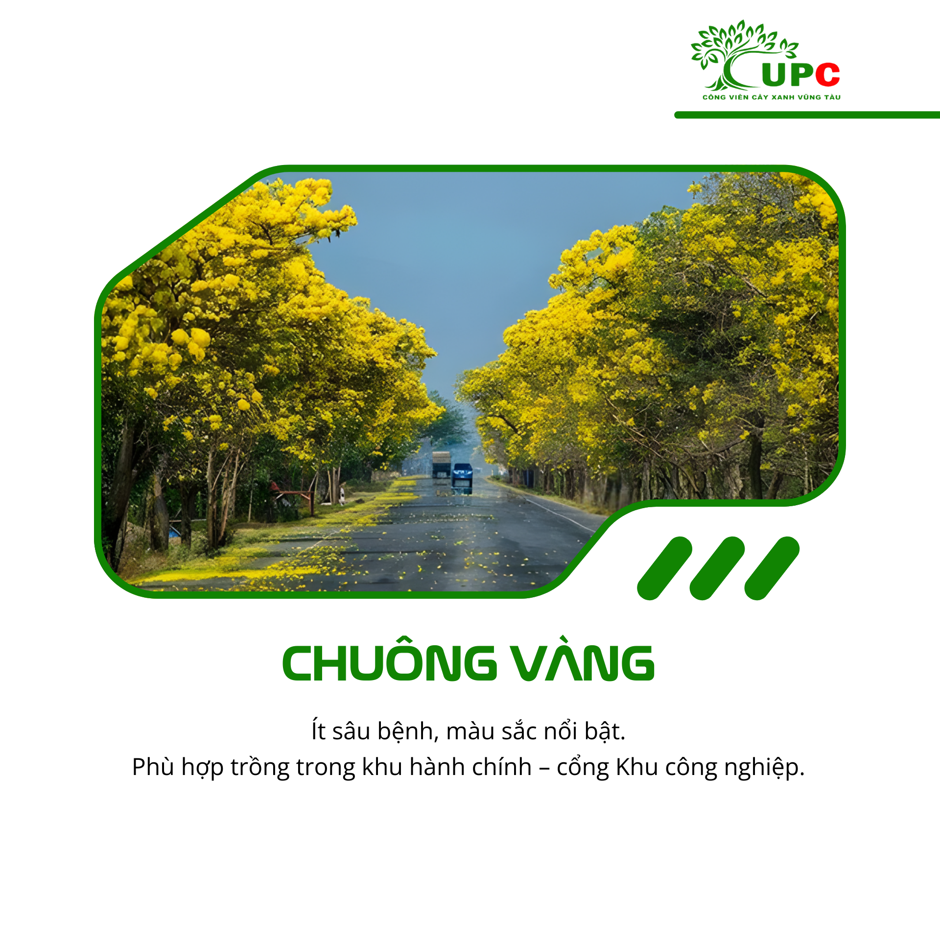 7 loai cay duoc trong nhieu nhat tai cac khu cong nghiep