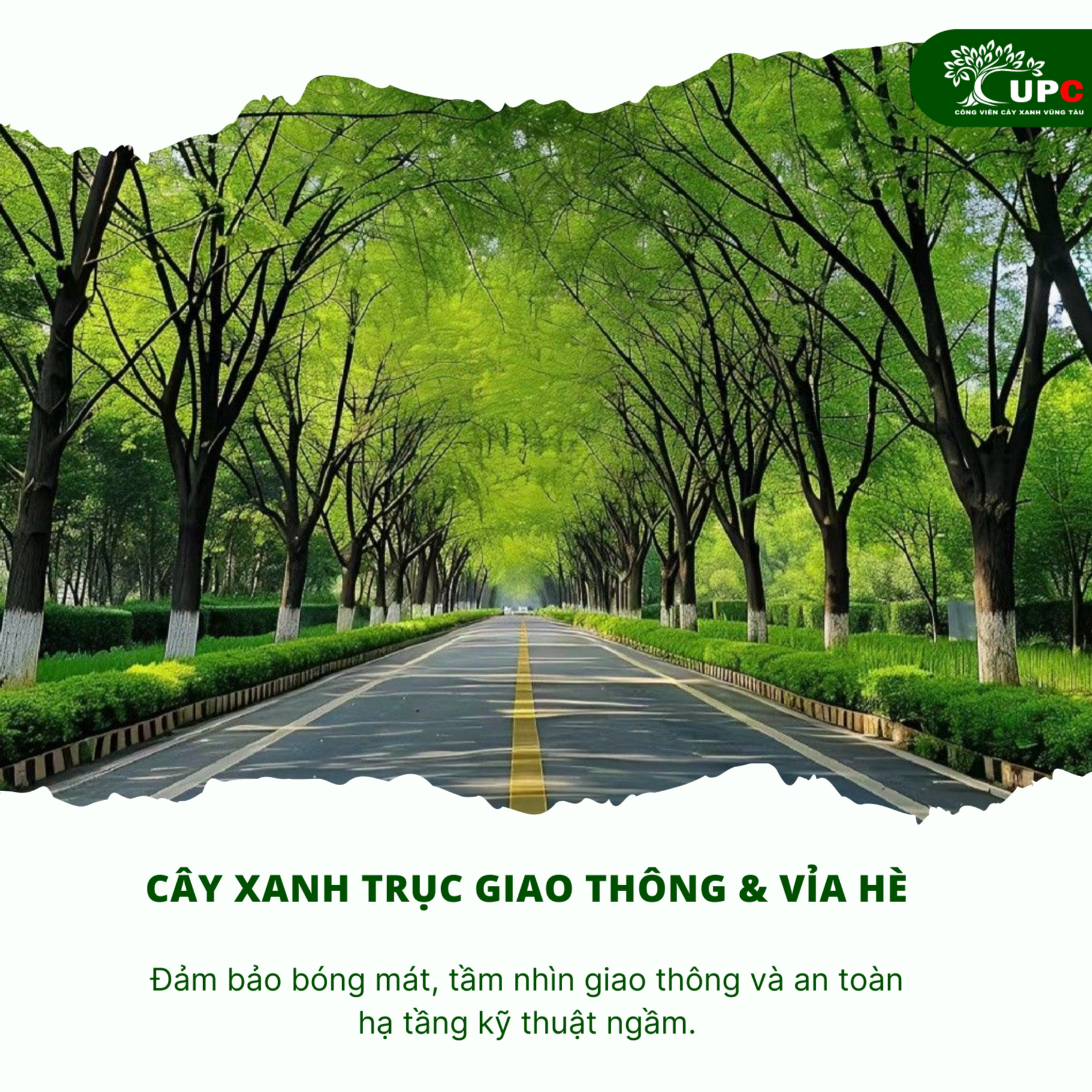5 hang muc cay xanh bat buoc phai co trong ke hoach cong trinh do thi